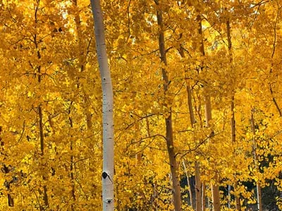Image of Aspen, Colorado, USA