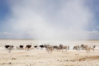 Image of Etosha National Park, Namibia