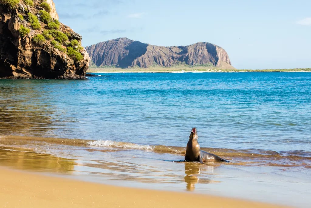 Galápagos Islands, Ecuador travel destination - scenic view of Snorkel with Marine Iguanas at Punta Espinosa during ideal visiting season
