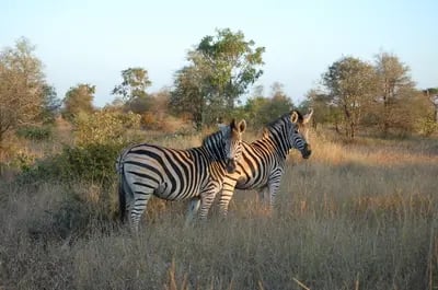 Image of Kruger National Park, South Africa