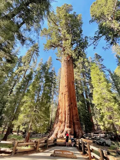 Image of Sequoia National Park, USA