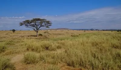 Image of Serengeti National Park, Tanzania
